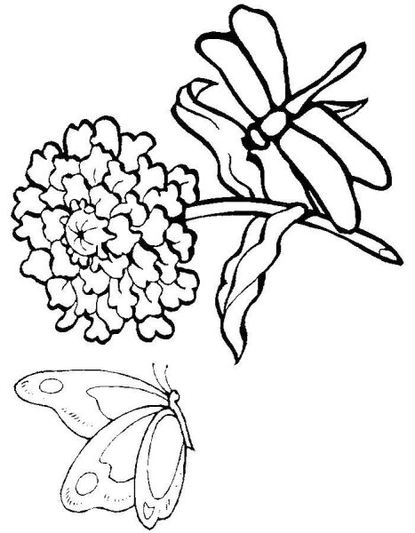 Раскраски Бабочки на цветах