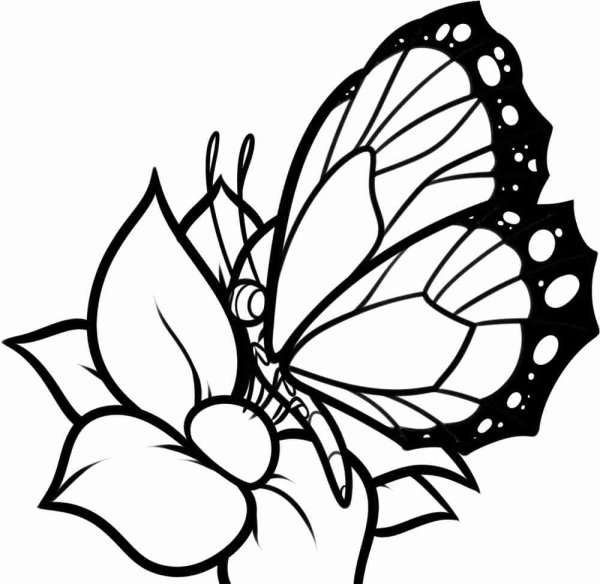 Акварельная раскраска - Цветы и бабочки, с красками и палитрой