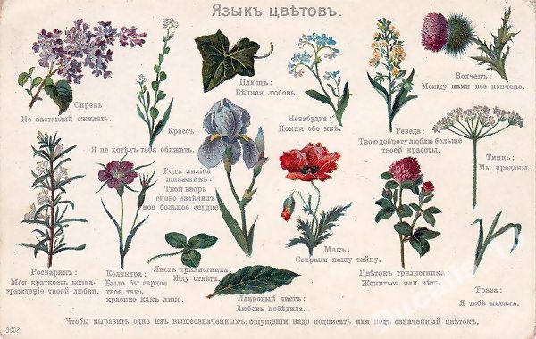 Язык цветов