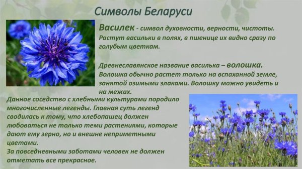 Василёк символ Беларуси