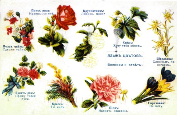 Цветы названия