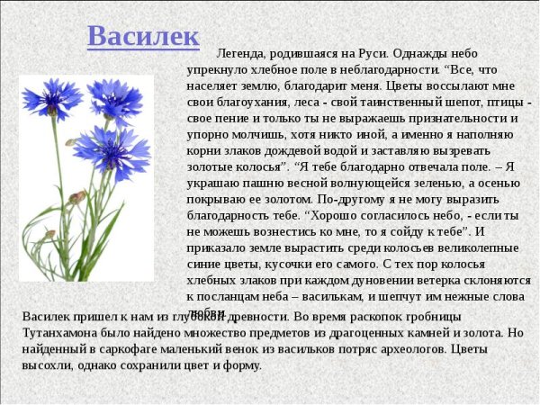 Белорусские васильки