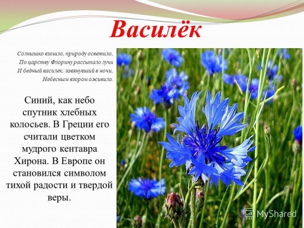 День беларускай мовы