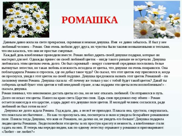Описание цветка розы