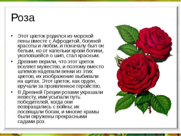 Легенда о цветке Нарциссе 2 класс