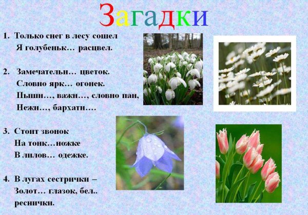Василек краткое описание