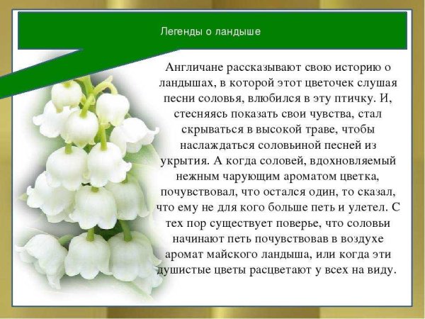 Птицы над маковым полем