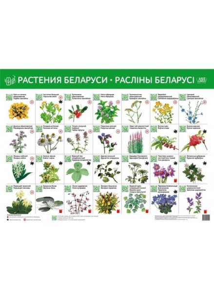 Василек Крылов