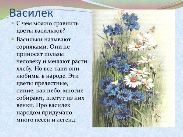 Легенда о васильке для детей