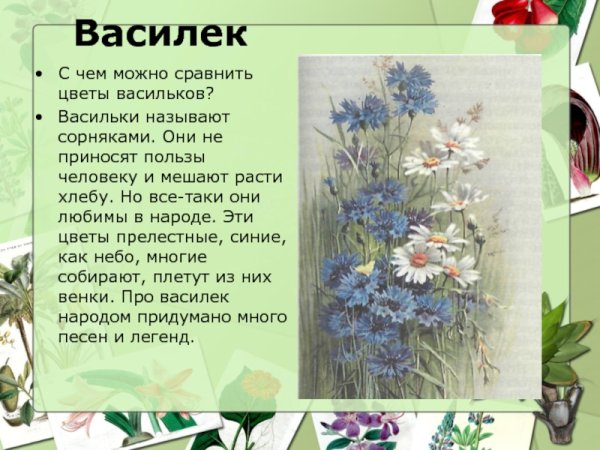 Легенда о ромашке