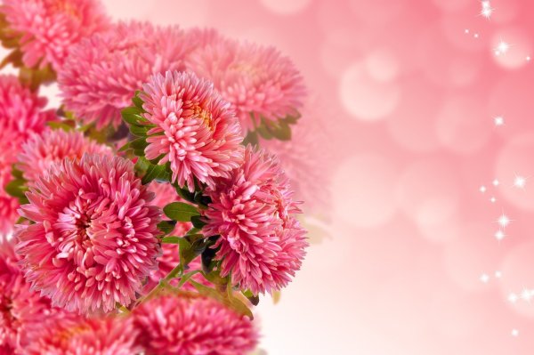 Хризантема Allouise Pink