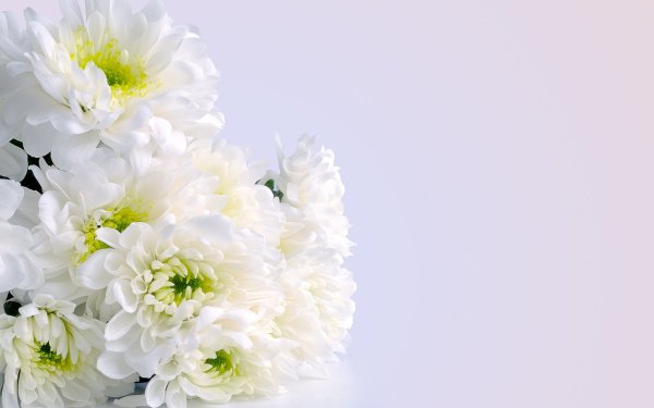 Хризантема Bislet White