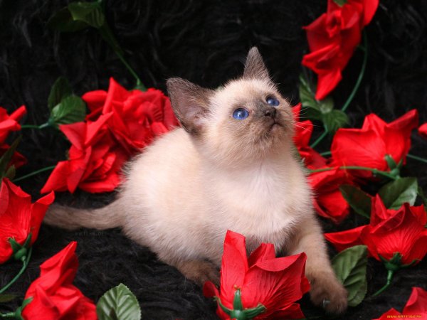 Котенок с цветами