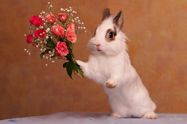 Цветы и животные