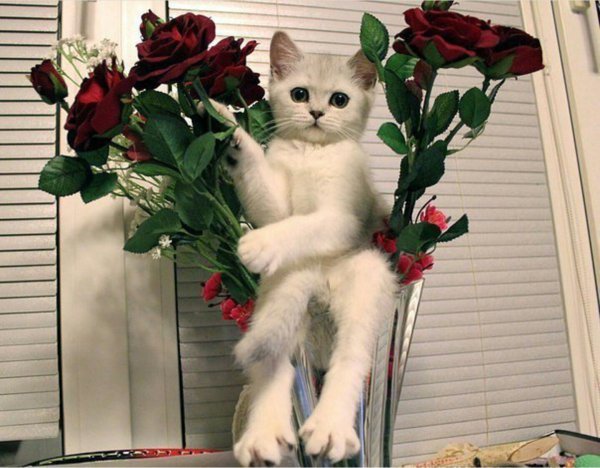 Красивые котики