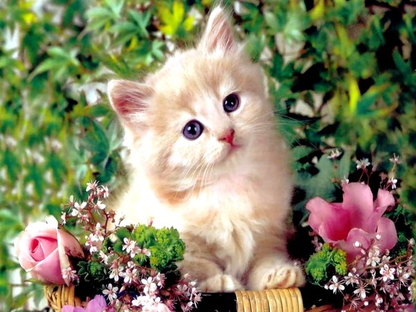 Животные весной