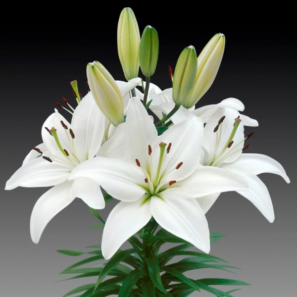 Лилия азиатская Уайт (Lilium Asiatic White)