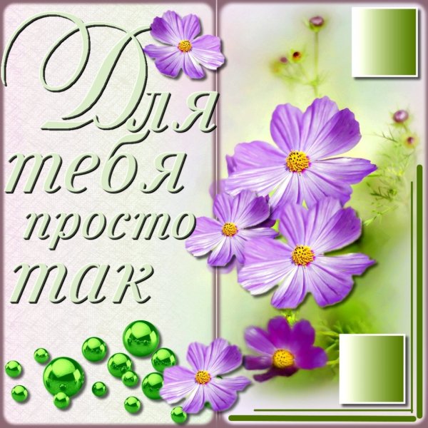 Красивые розы для хорошего настроения