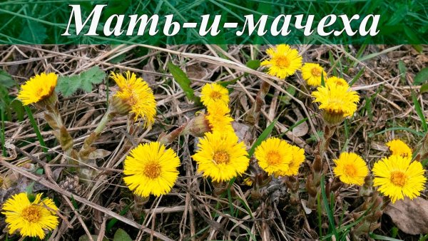 Мать и мачеха лекарственное растение для детей