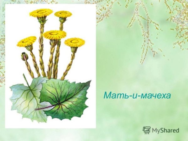 Картина мать и мачеха для детей