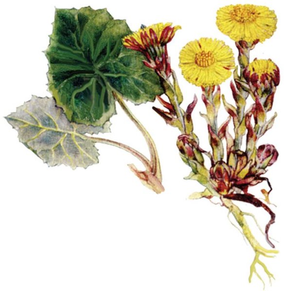 Tussilago Farfara гербарий