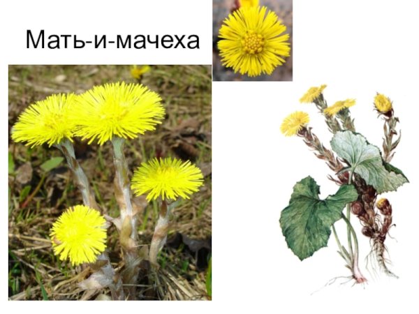Корневище мать и мачехи