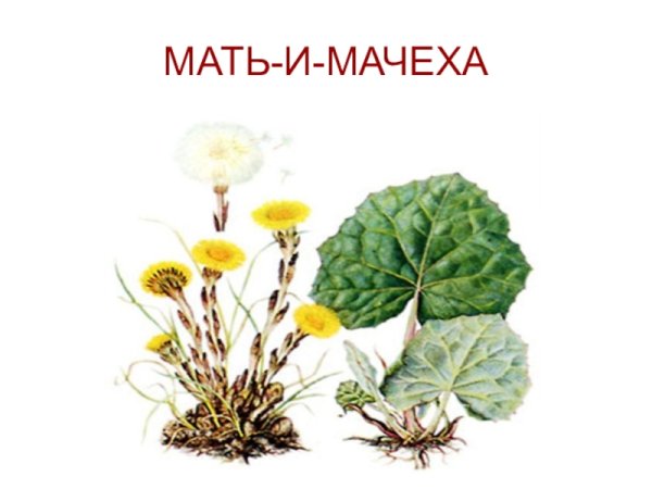 Карточка мать и мачеха