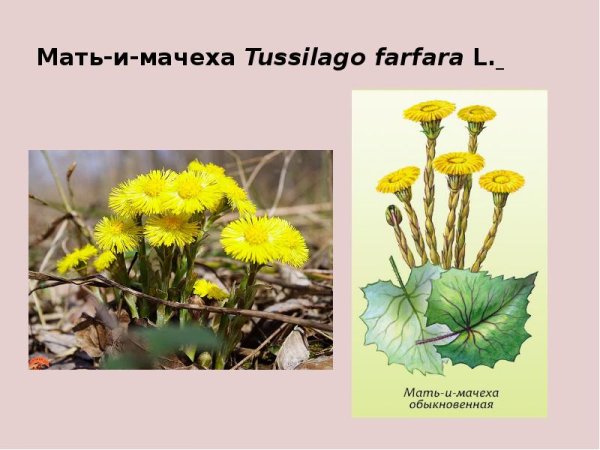 Первоцветы мать-и-мачеха