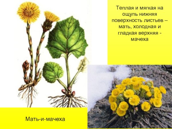 Мать и мачеха растение рисунок