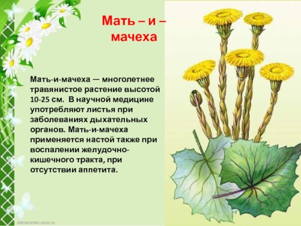 Мать и мачеха растение