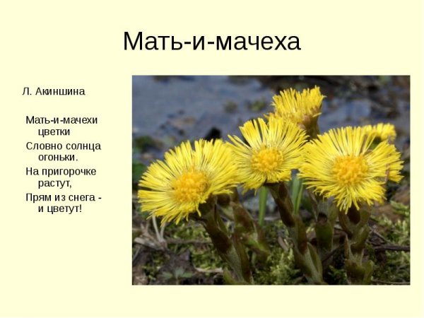 Разукрашка мать и мачеха цветы