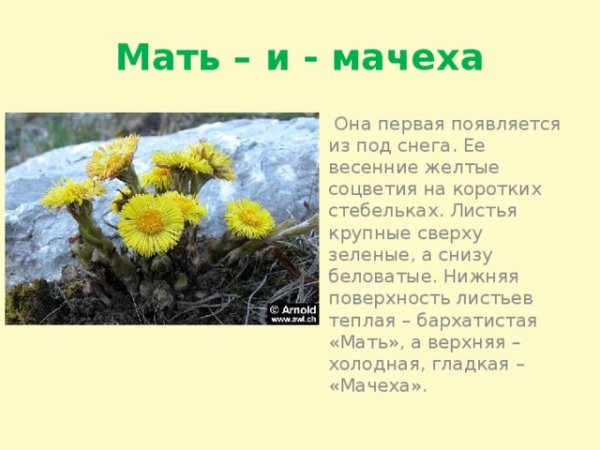 Мать мачеха Луговой растений