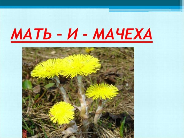 Мать-и-мачеха ядовитое растение или нет
