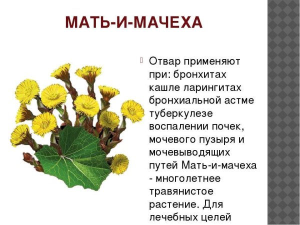 Нераскрывшееся соцветие мать и мачехи