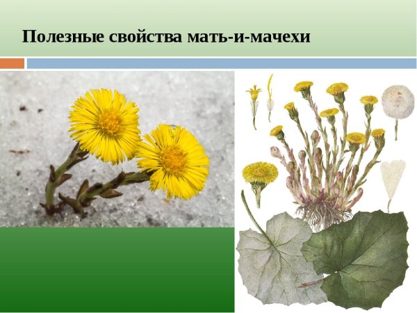 Стебелечки от мать и мачехи