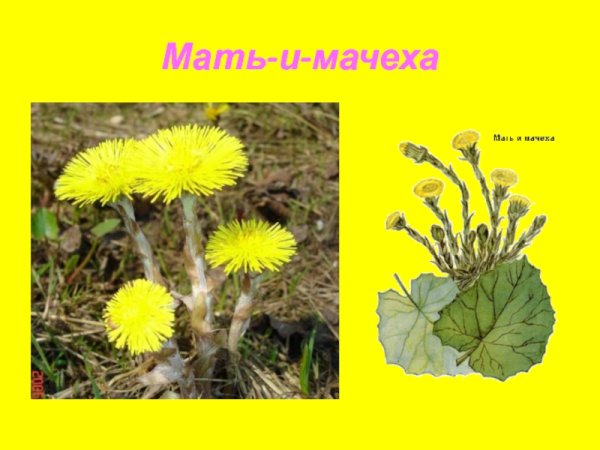 Мать и мачеха Фармакогнозия