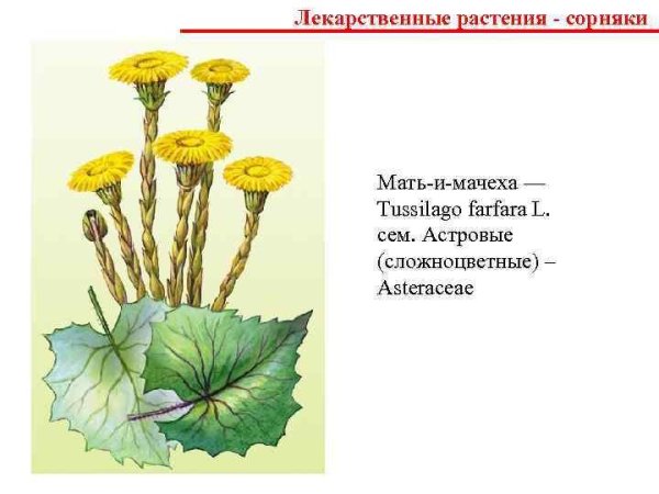 Мать и мачеха растение