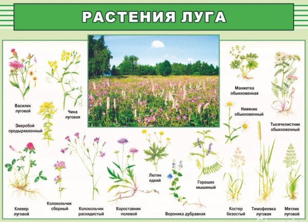Названия полевых цветов с картинками
