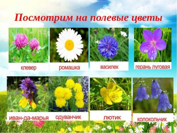 Полевые цветы для дошкольников