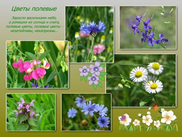 Садовые и полевые цветы для детей