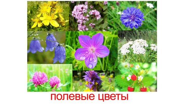 Растения Луга