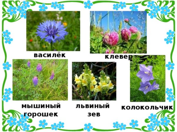 Перечень луговых цветов