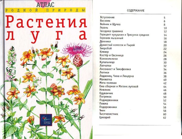 Тимофеева, Клевер, нинивянник