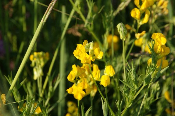 Чина Луговая (Lathyrus pratensis)