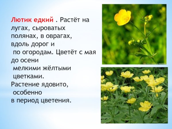 Лютик едкий красная книга