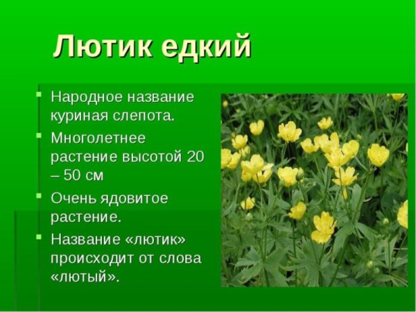 Лютик едкий и ядовитый