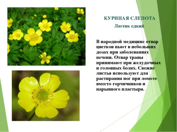 Цветок Лютик куриная слепота