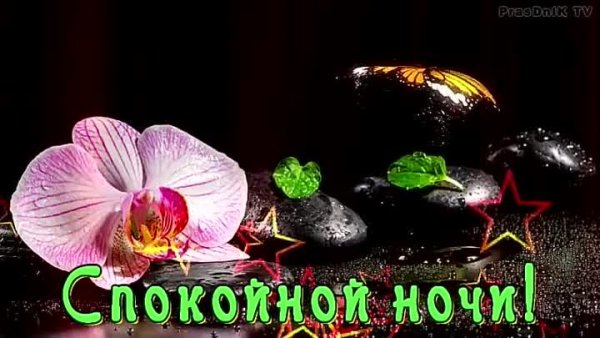 Доброй ночи лилии