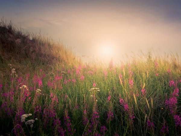 Лавандовые поля в Valensole