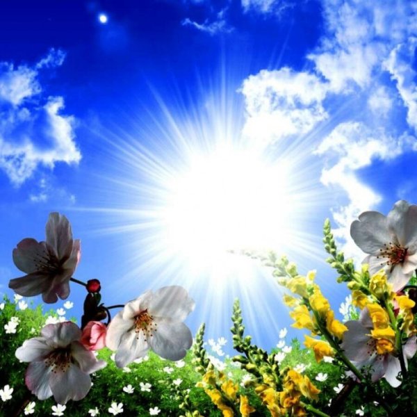 Утро цветы солнце - фото онлайн на витамин-п-байкальский.рф